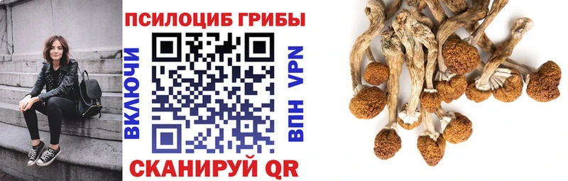 кракен ТОР  Шагонар  Псилоцибиновые грибы MAGIC MUSHROOMS 
